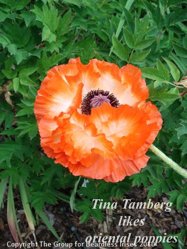 OW G12 Tina Tamberg likes oriental poppies and hybridises them